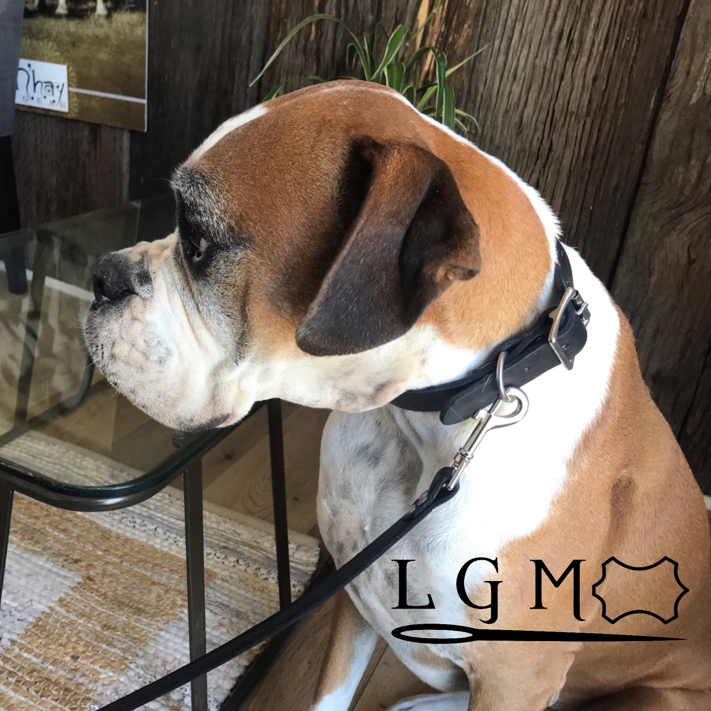 Boxer dog wears handmade leather collar and lead set from N’hay Gear