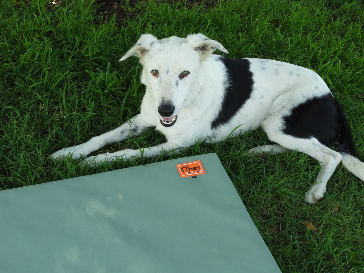 N'hay Dog Bed Cover - Heavy Duty Canvas