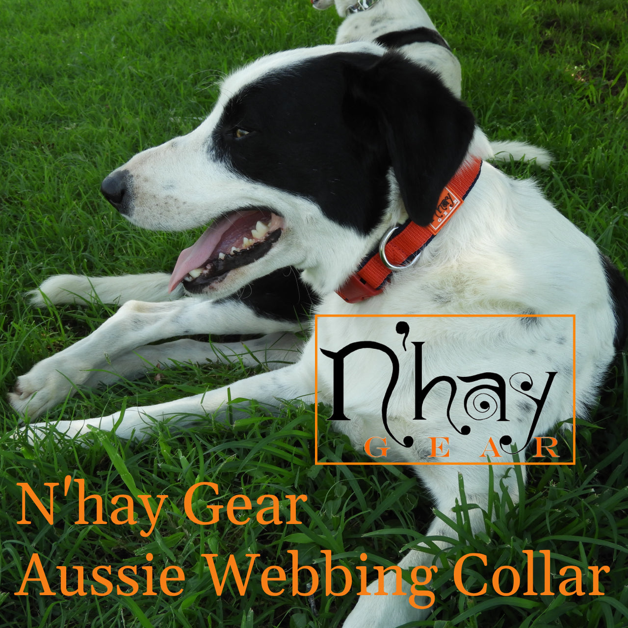 N'hay Gear Dog Collar – Loretta Matthews Industries