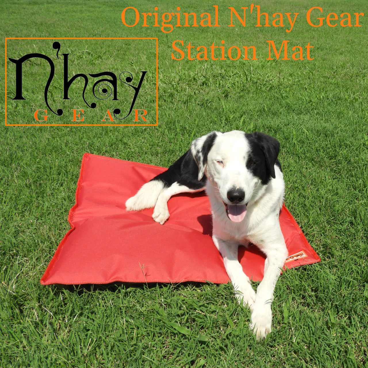 Dog lays on station mat on the grass in the sun. 