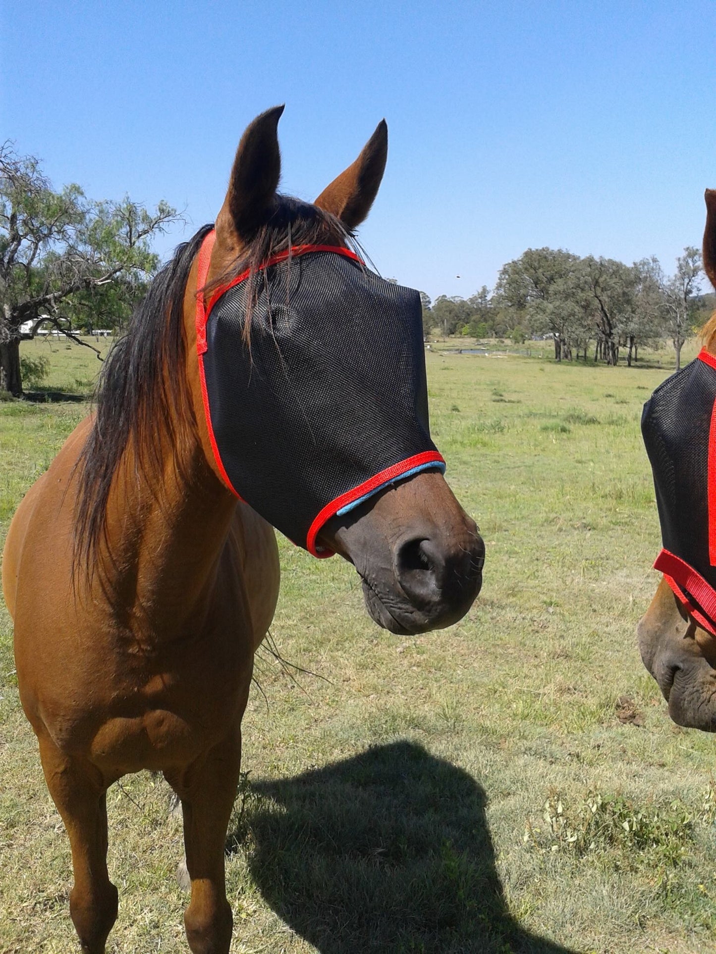 N’hay Fly Mask