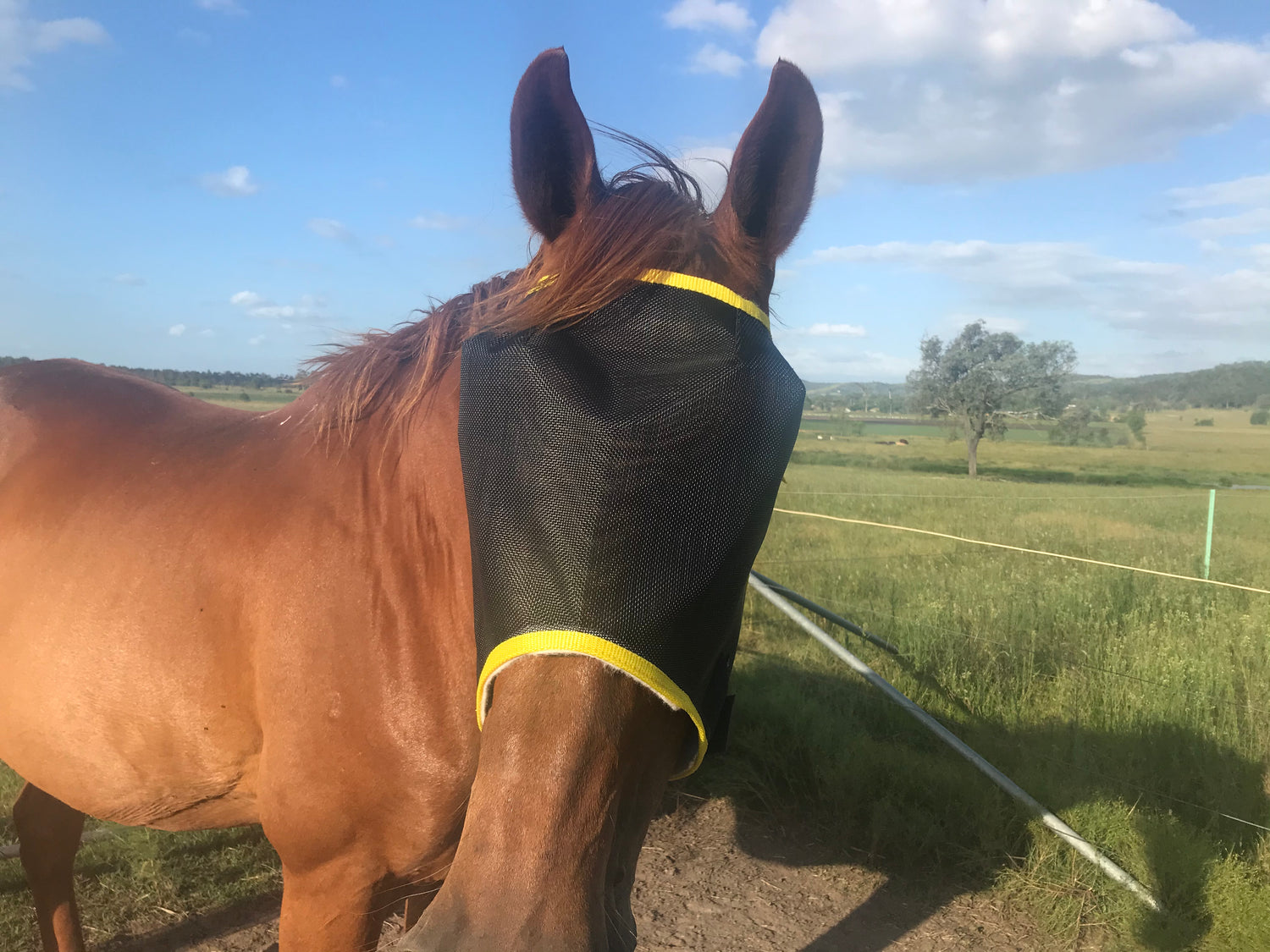 Mask Hay N’hay Fly Mask – Loretta Matthews Industries