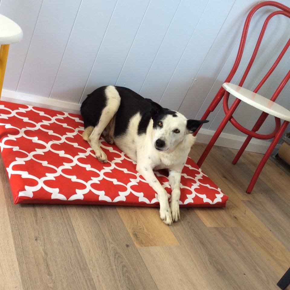 N'hay Gear Dog Bed. Border Collie on 50mm foam dog bed with red and white cover.