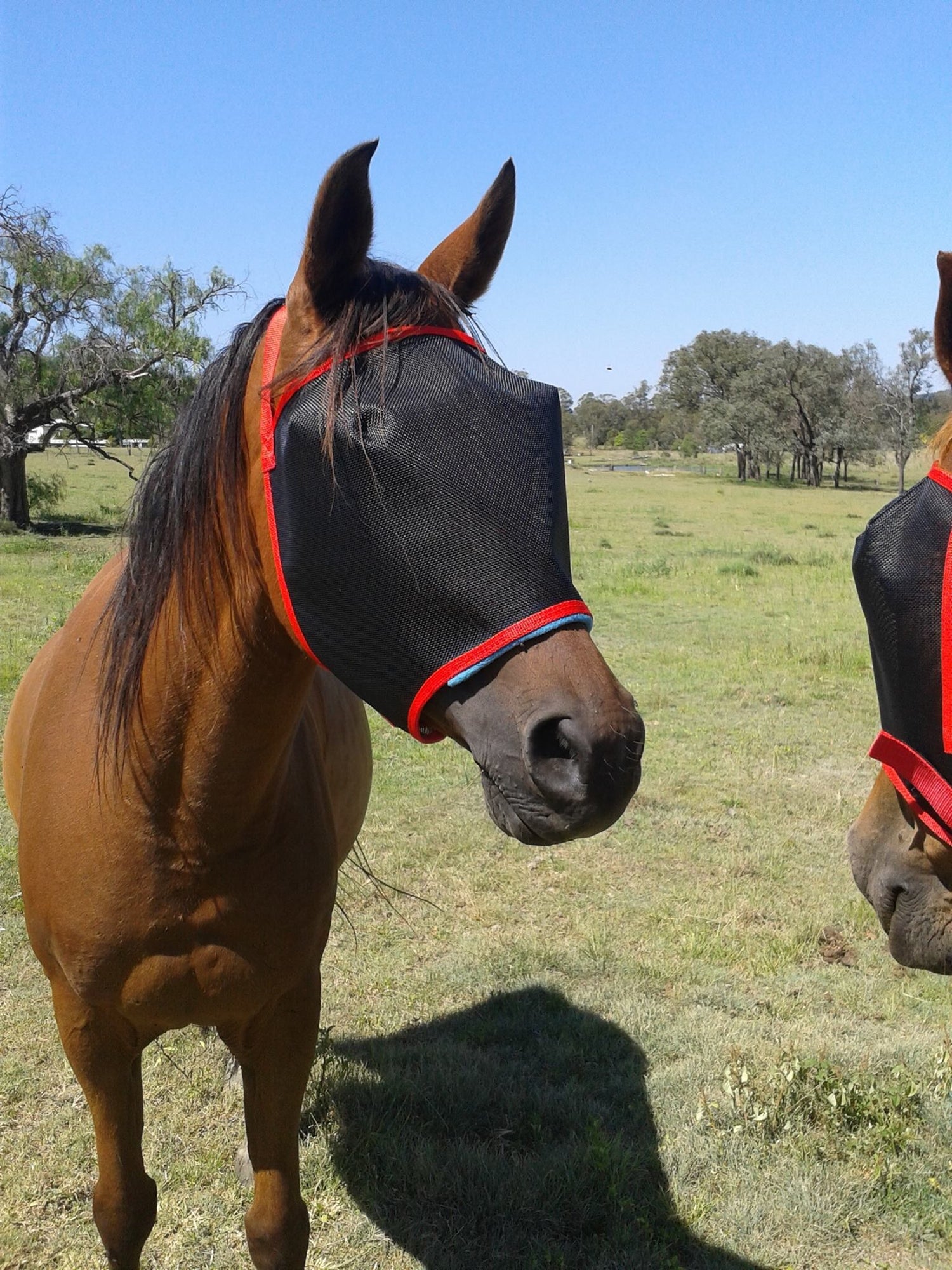 Mask Hay N’hay Fly Mask – Loretta Matthews Industries